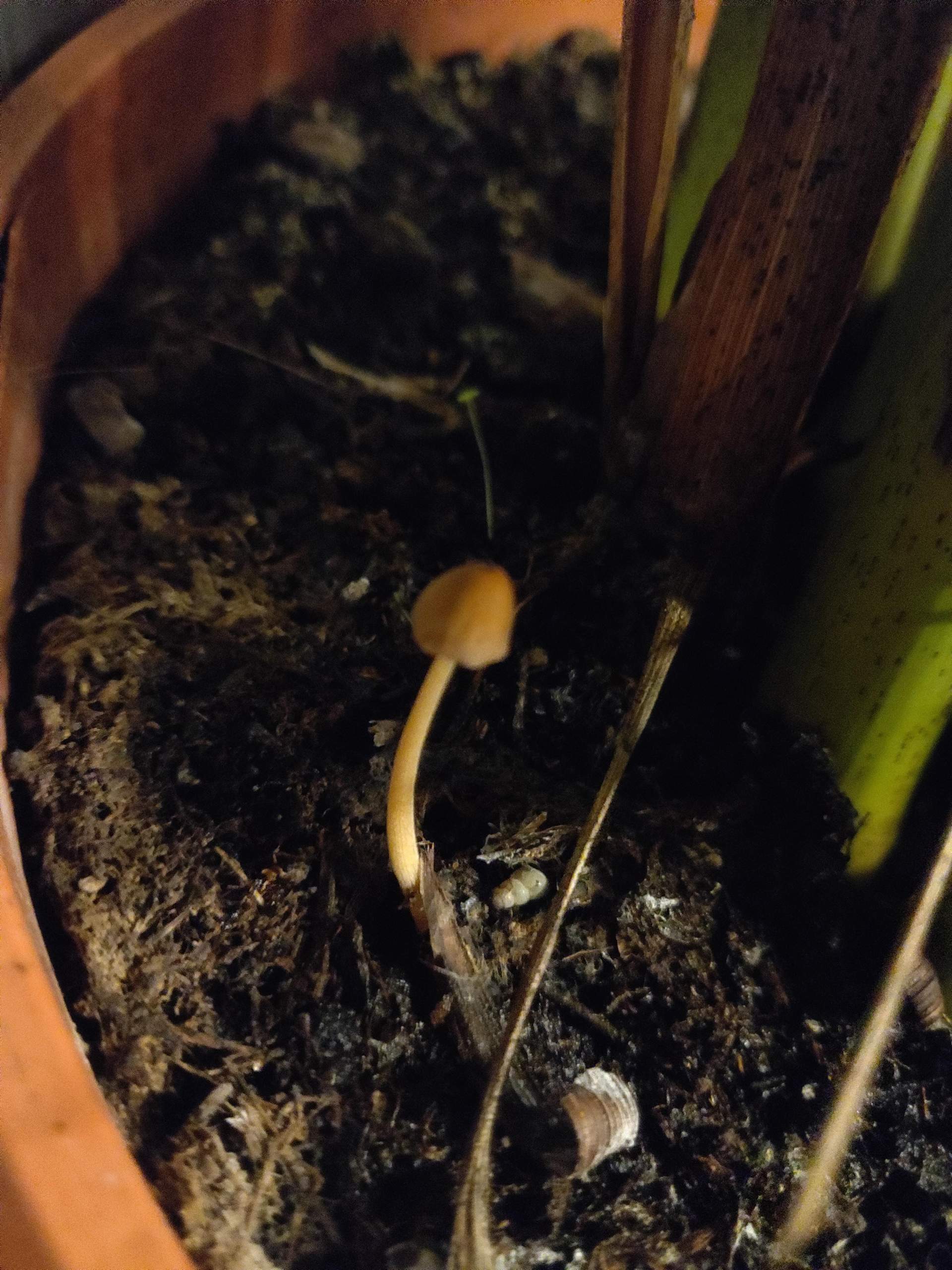 Warum wachsen Schwammerl/Pilze aus meiner Topfpflanze? (Biologie, Grtnerei)