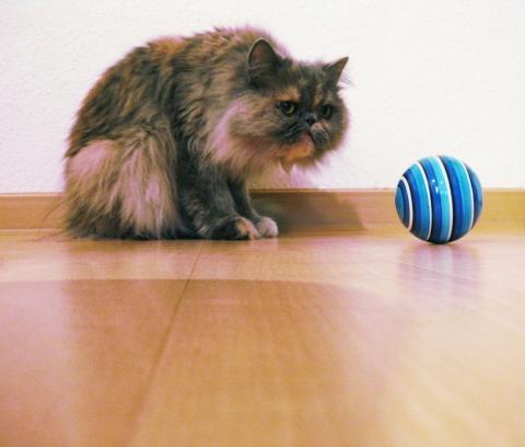 warum wackelt meine katze mit dem kopf katzen wackeln