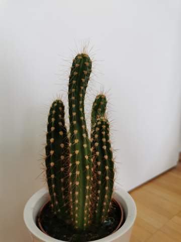 Warum wächst mein Kaktus dünn oder wird nicht dicker?