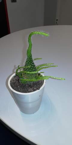 Warum wächst mein Kaktus so komisch (s. Foto)?