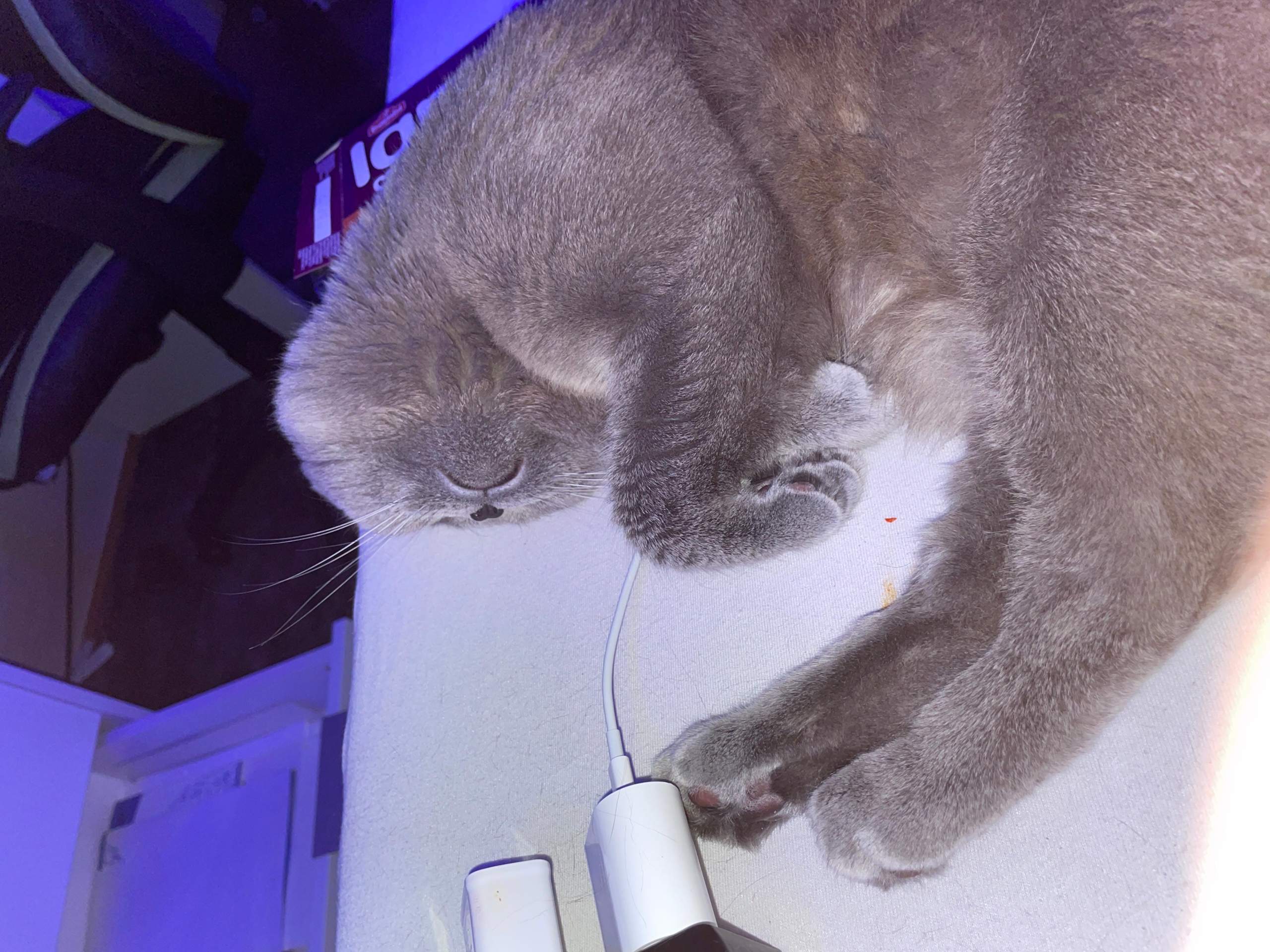 Warum wedelt meine Katze beim streicheln mit dem Schwanz? (Katzenverhalten)