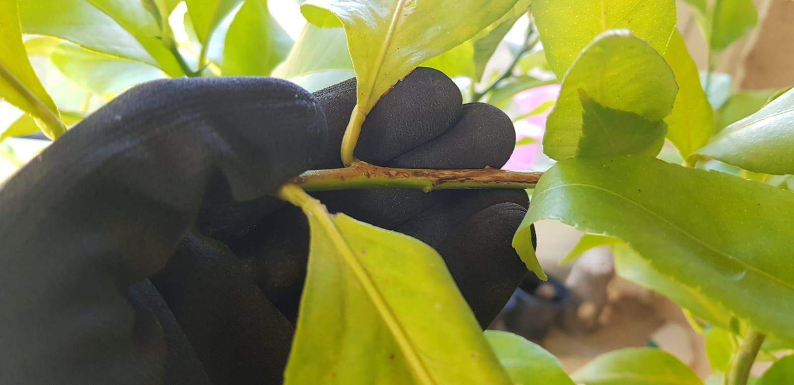 Warum werden die Äste von meinem Zitronenbaum braun/schwarz? (Pflanzen, Garten,