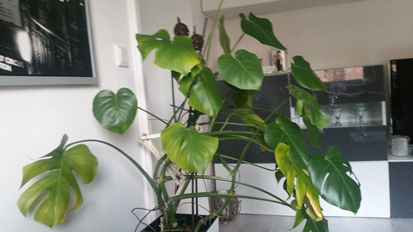 Warum Werden Blätter Der Monstera Gelb Pflanzen Warum Werden Blätter Der Monstera Gelb Pflanzen