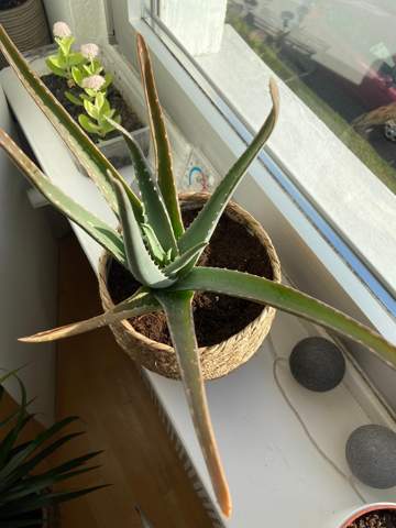 Warum werden die Blätter meiner Aloe Vera Pflänzchen braun/rot?