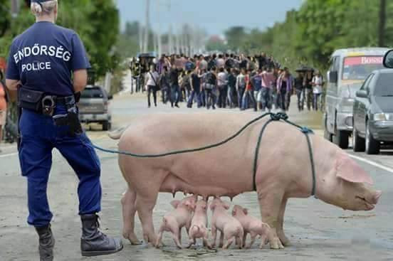 Schwein in Ungarn - (Polizei, Umwelt, vegan)
