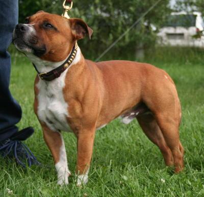 hund - (Menschen, Tiere, Hund)