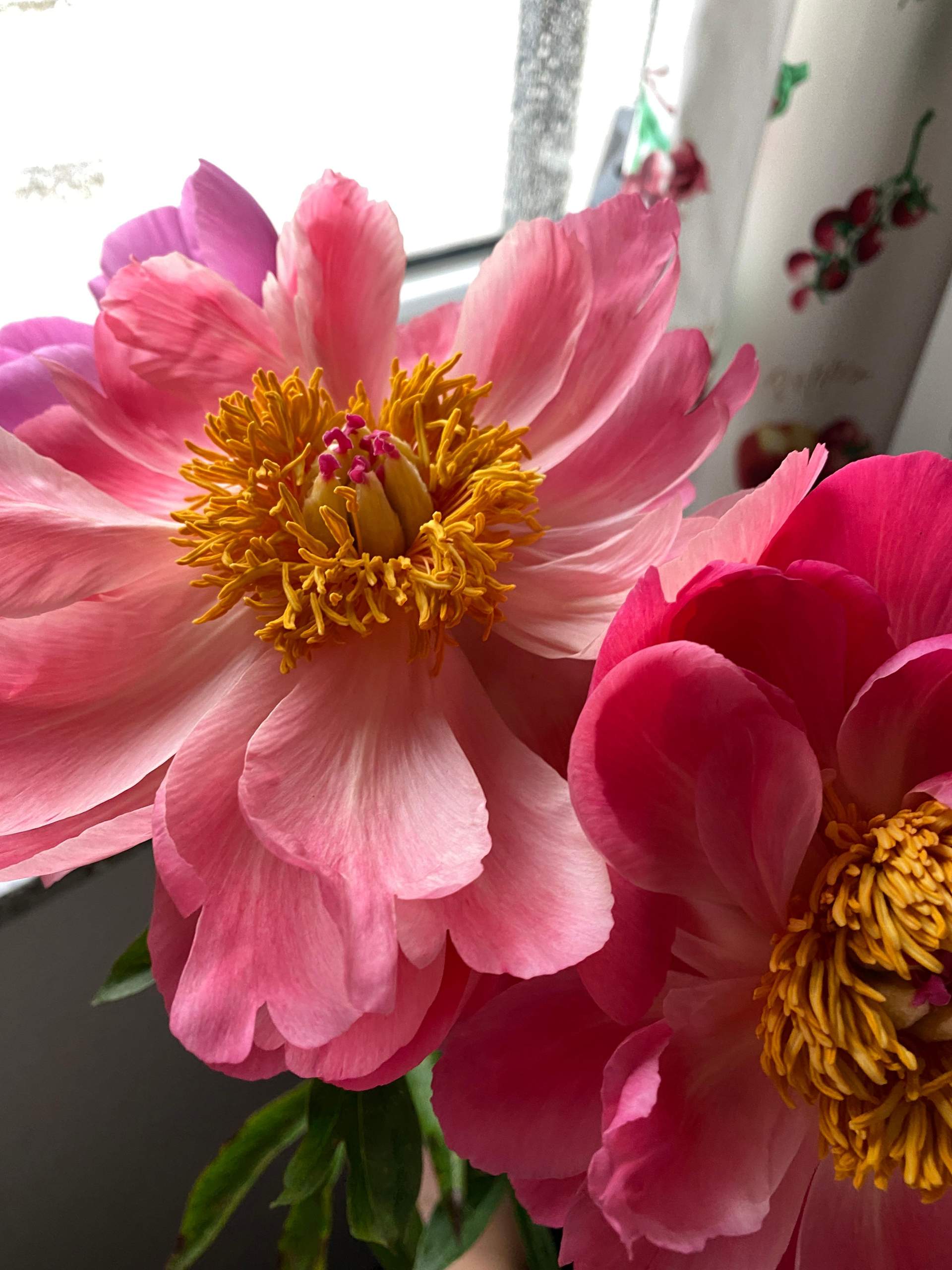 Warum werden meine Pfingstrosen weiß? (Wasser, Blumen, Pflanzenpflege)