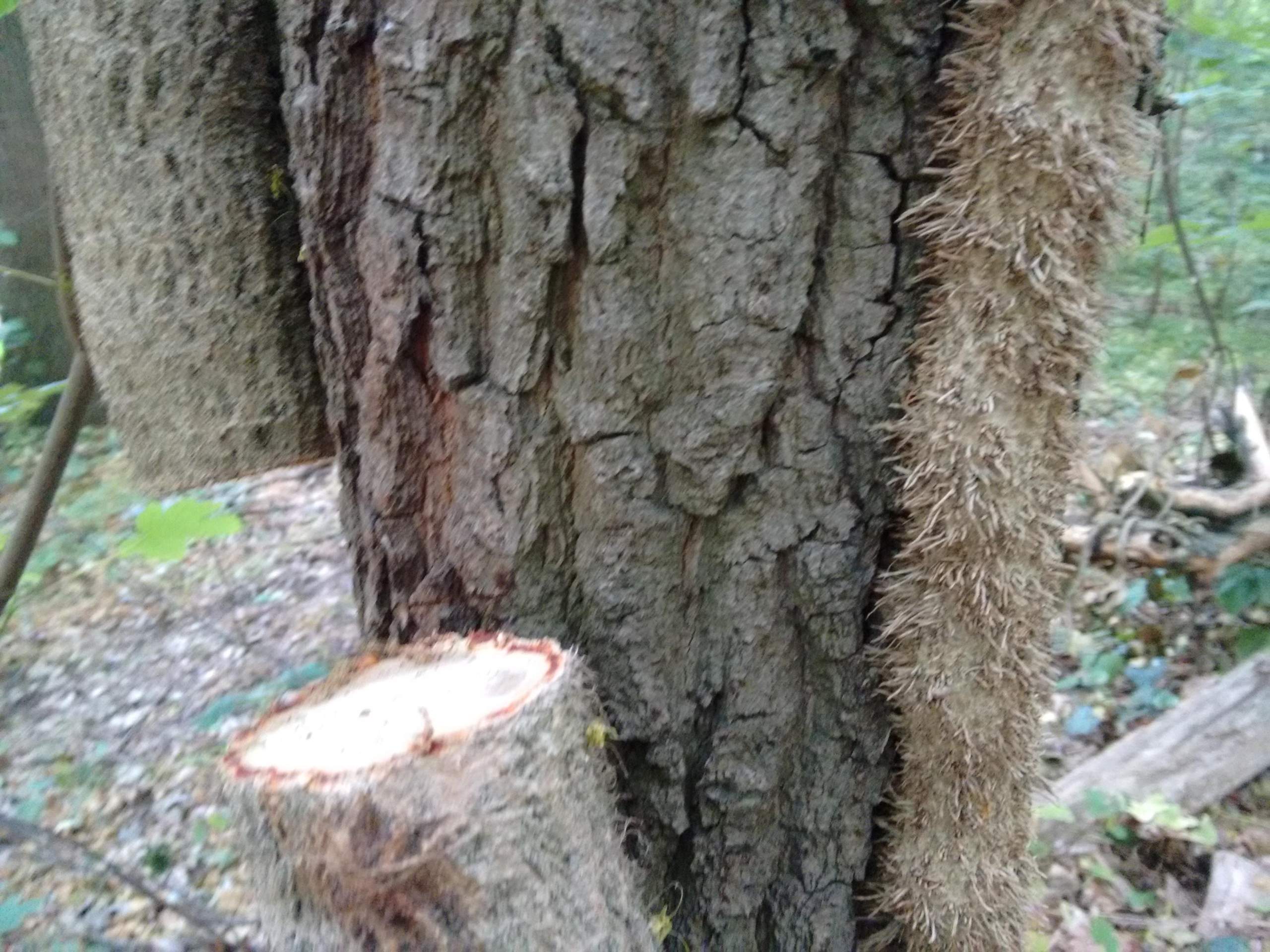 Warum wird der Efeu an Bumen im Wald gekappt? (Schule, Biologie, Pflanzen)