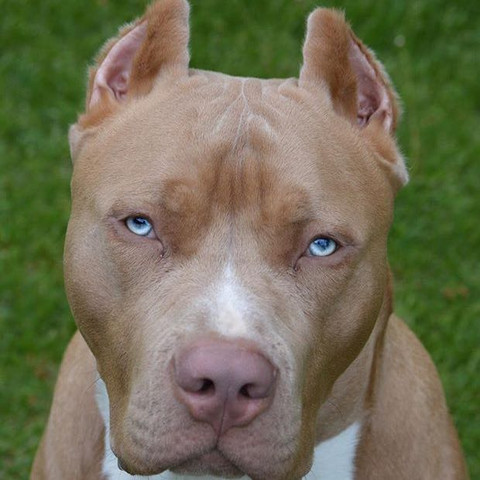 Warum Wird Ein Teil Der Ohren Abgeschnitten Dobermann Bulldogge