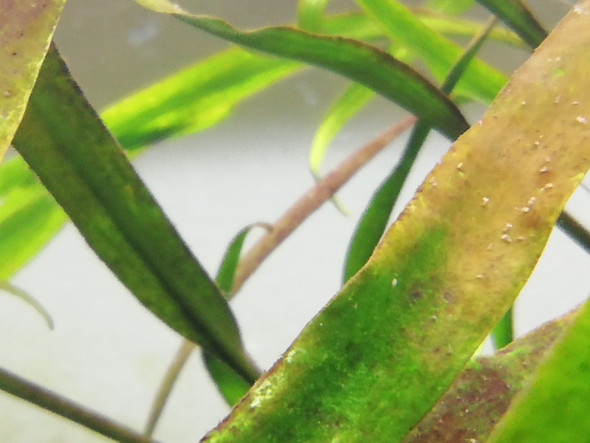 Warum wird meine Aquarium Pflanze braun und ist scheinbar von kleinen