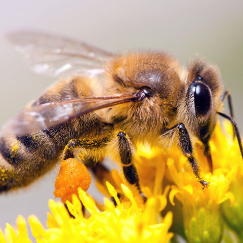 Biene - (Essen, Biologie, Natur)