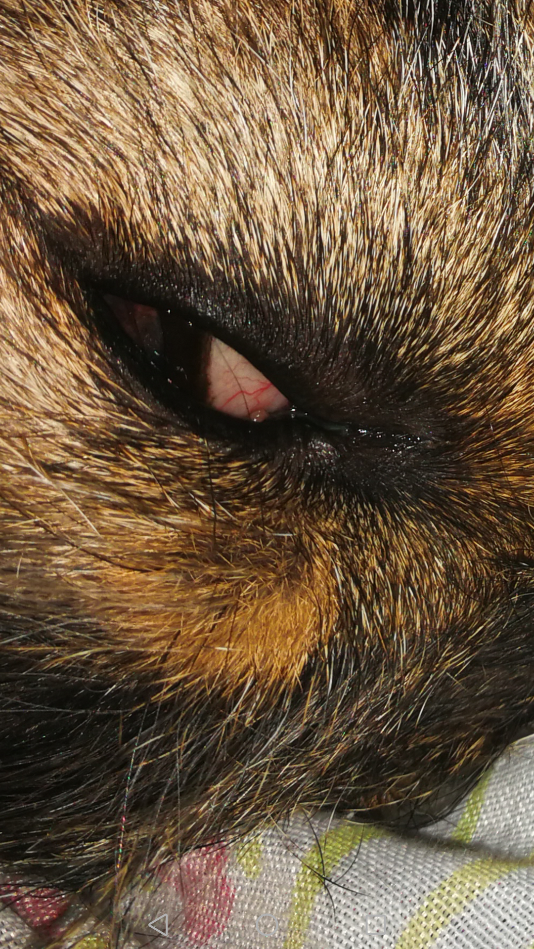 rotes auge hund