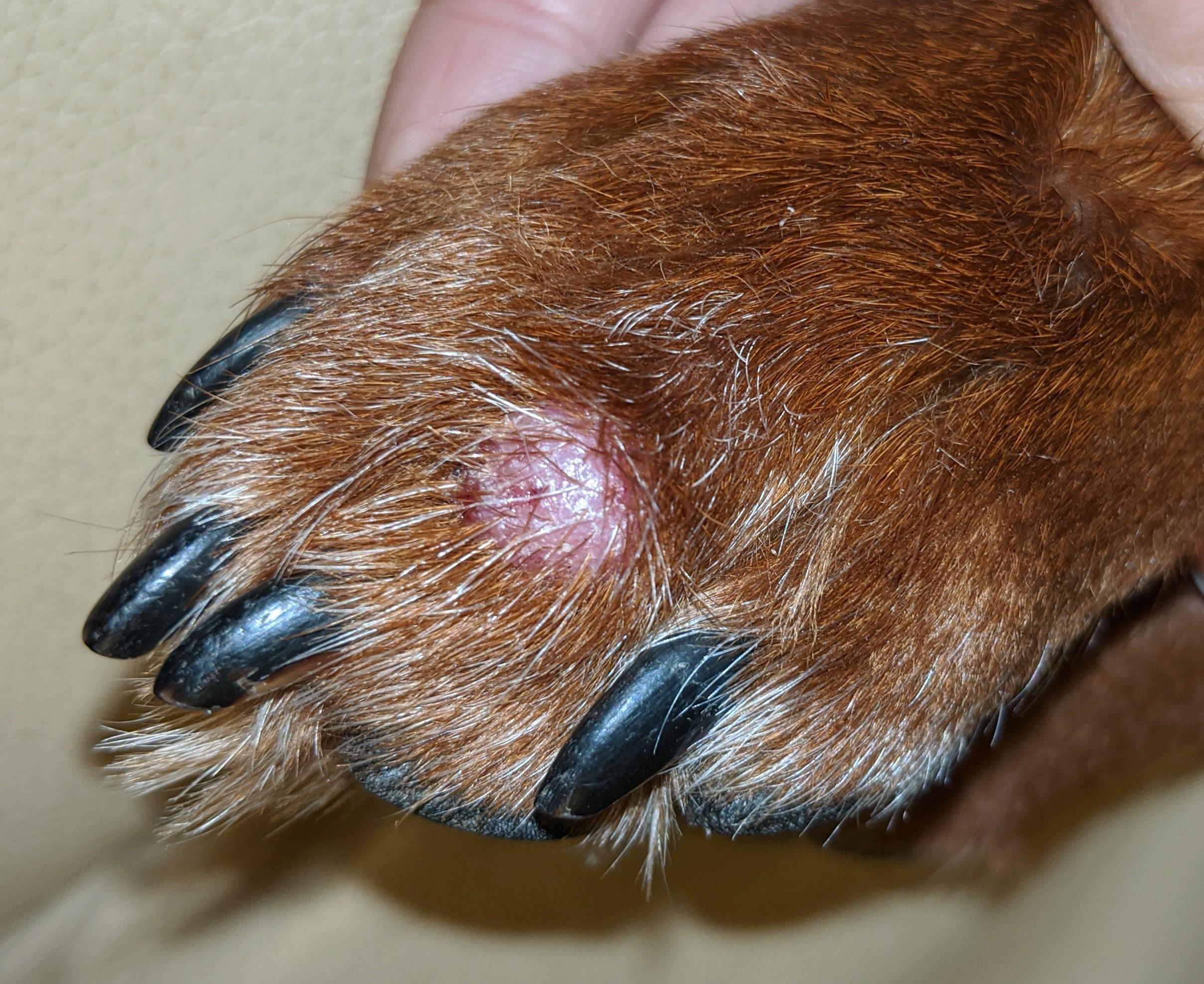 warze am junghund name der krankheit gesundheit tiere hund