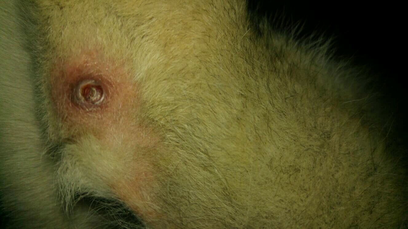 Warze ,Fleck beim Hund was ist das ? (Krankheit) Warze ,Fleck beim Hund was ist das ? (Krankheit)