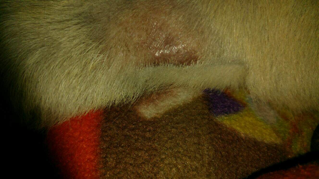 Warze ,Fleck beim Hund was ist das ? (Krankheit)