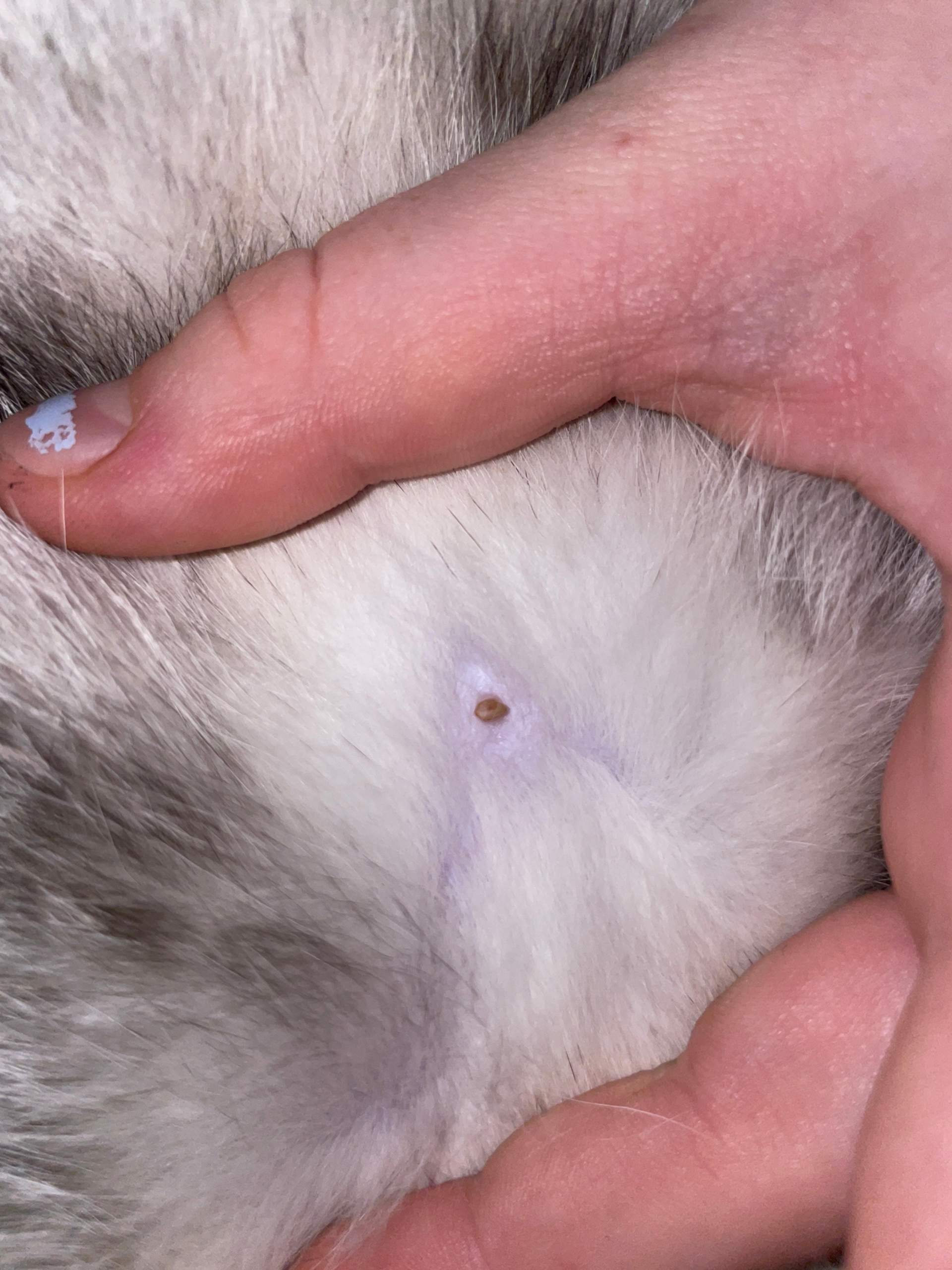 Warze oder ähnliches am Bauch von Kater? (Tierarzt, Katzenjunges, Tiermedizin)