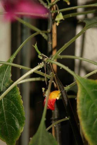Papageienblume - (Pflanzen, Zimmerpflanzen)