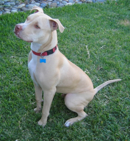 Pitbull Kaufen Pitbull Kaufen