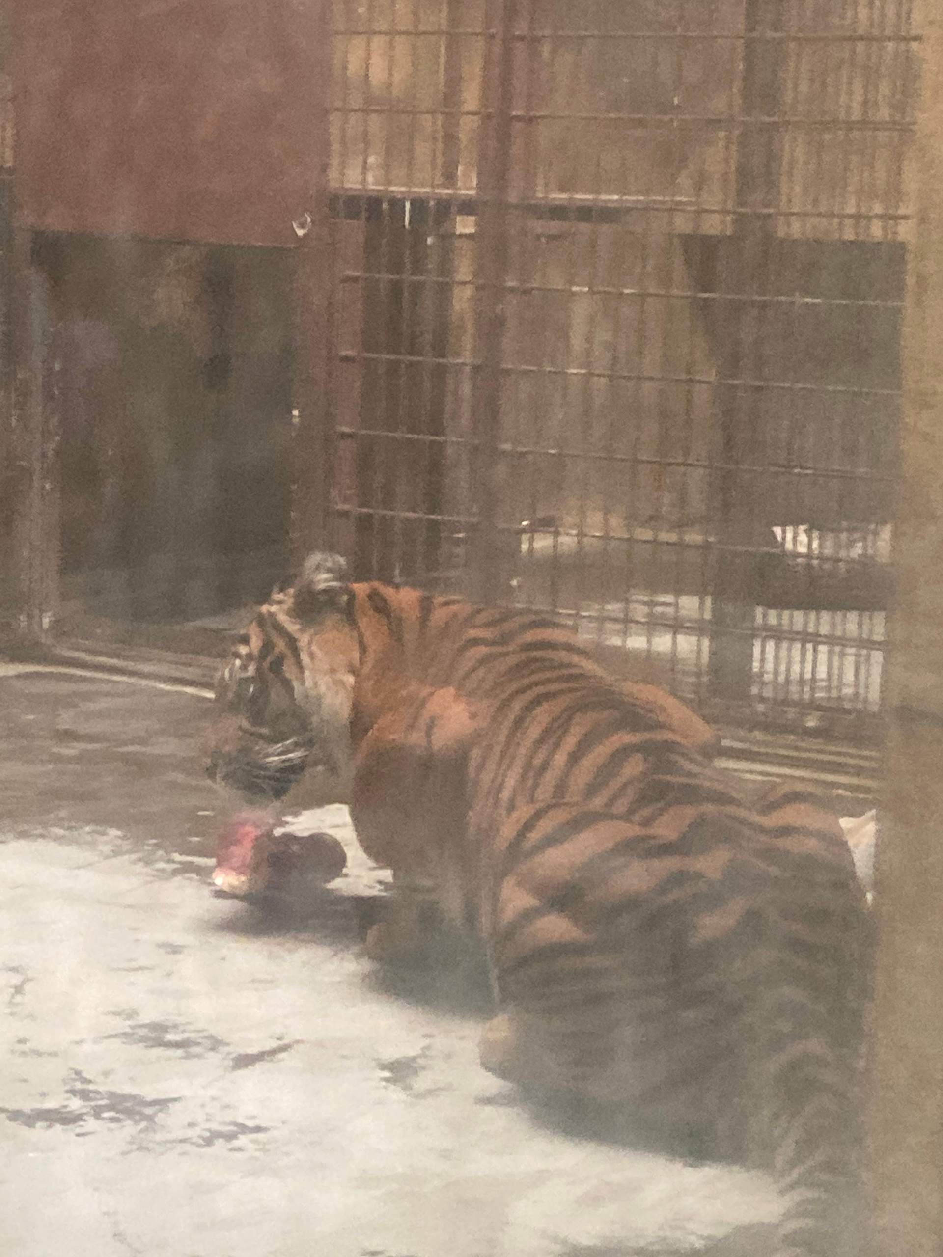 Was bedeuten die Streifen bei einem Tiger? (Tiere, Biologie, Katze) Was bedeuten die Streifen bei einem Tiger? (Tiere, Biologie, Katze)