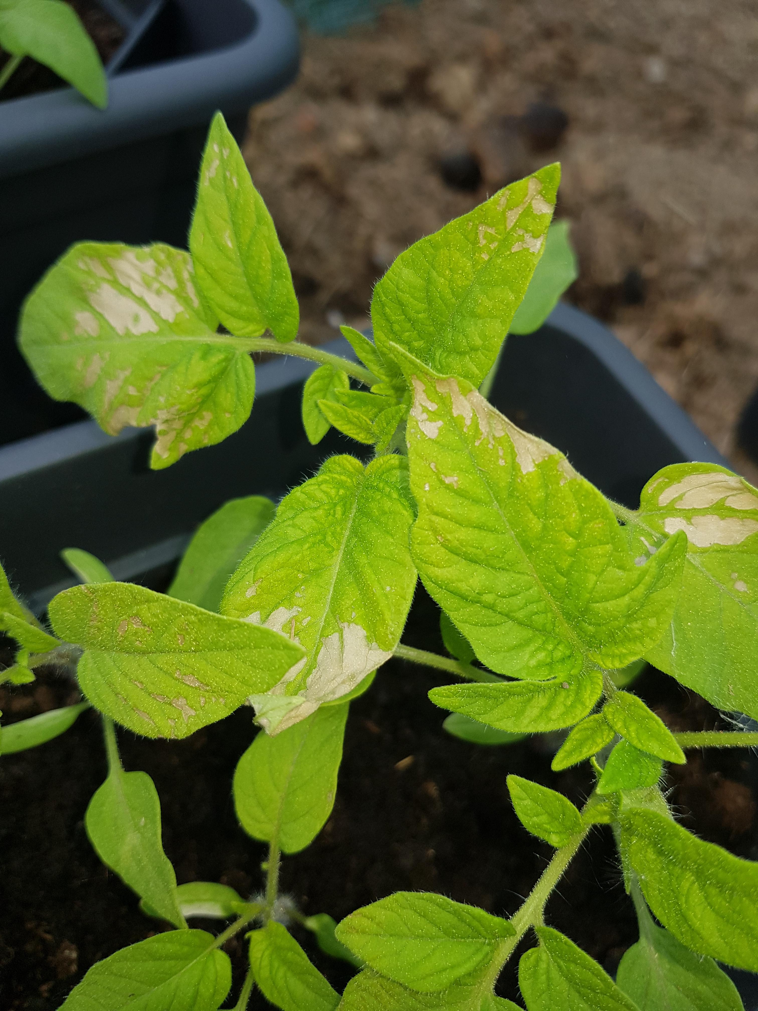 Was bedeuten die Verfärbungen an den Blättern meiner Tomatenpflanzen