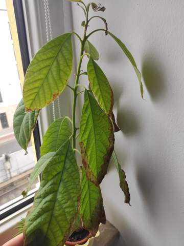 Was bedeuten diese trockene braunen Stellen an den Blättern meiner Avocado Pflanze?
