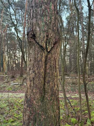 Bild zum Beitrag