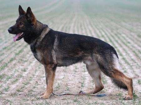 Hund - (Hund, Haustiere, Schäferhund)