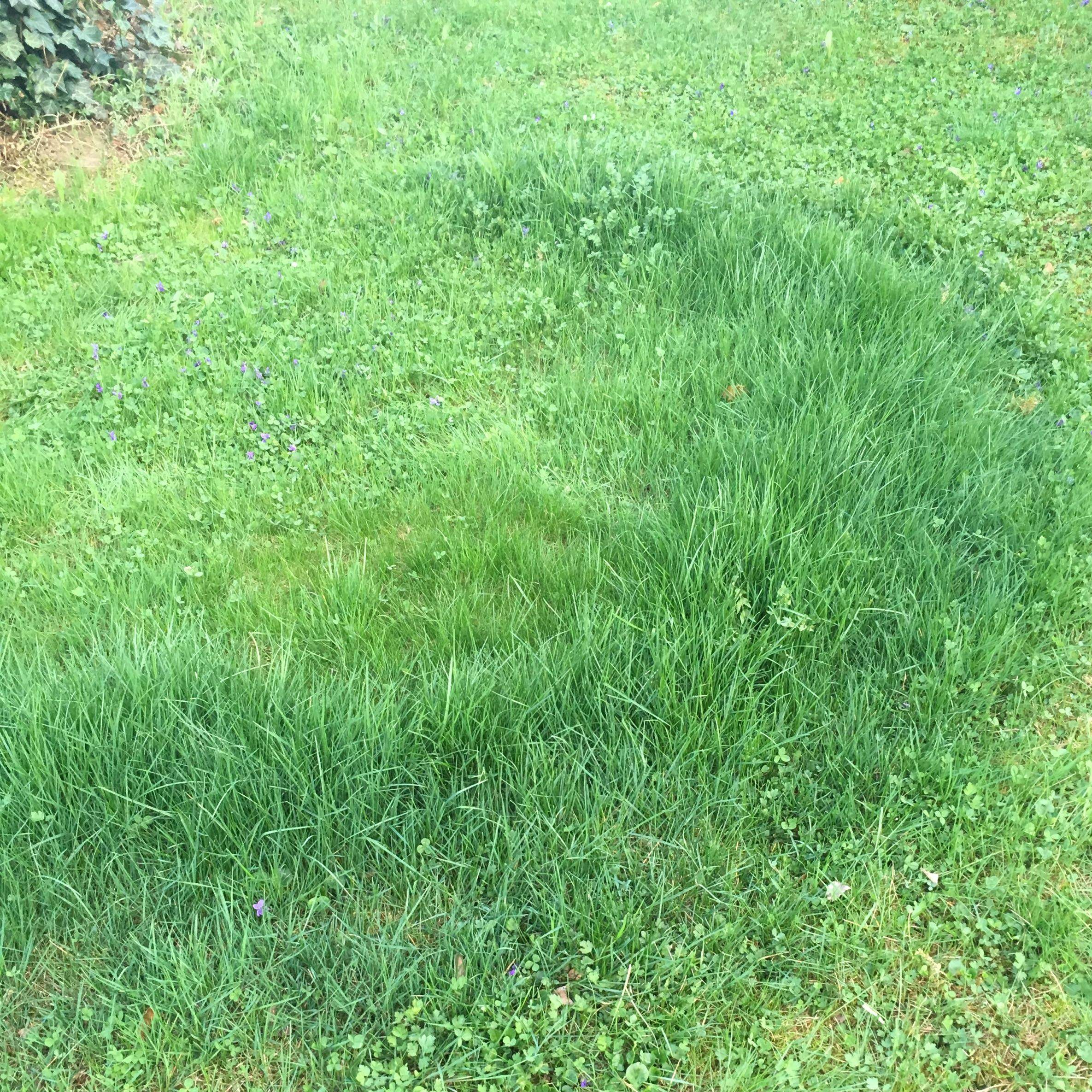 Was bedeutet der Halbmond aus frischem Gras auf unserem Rasen