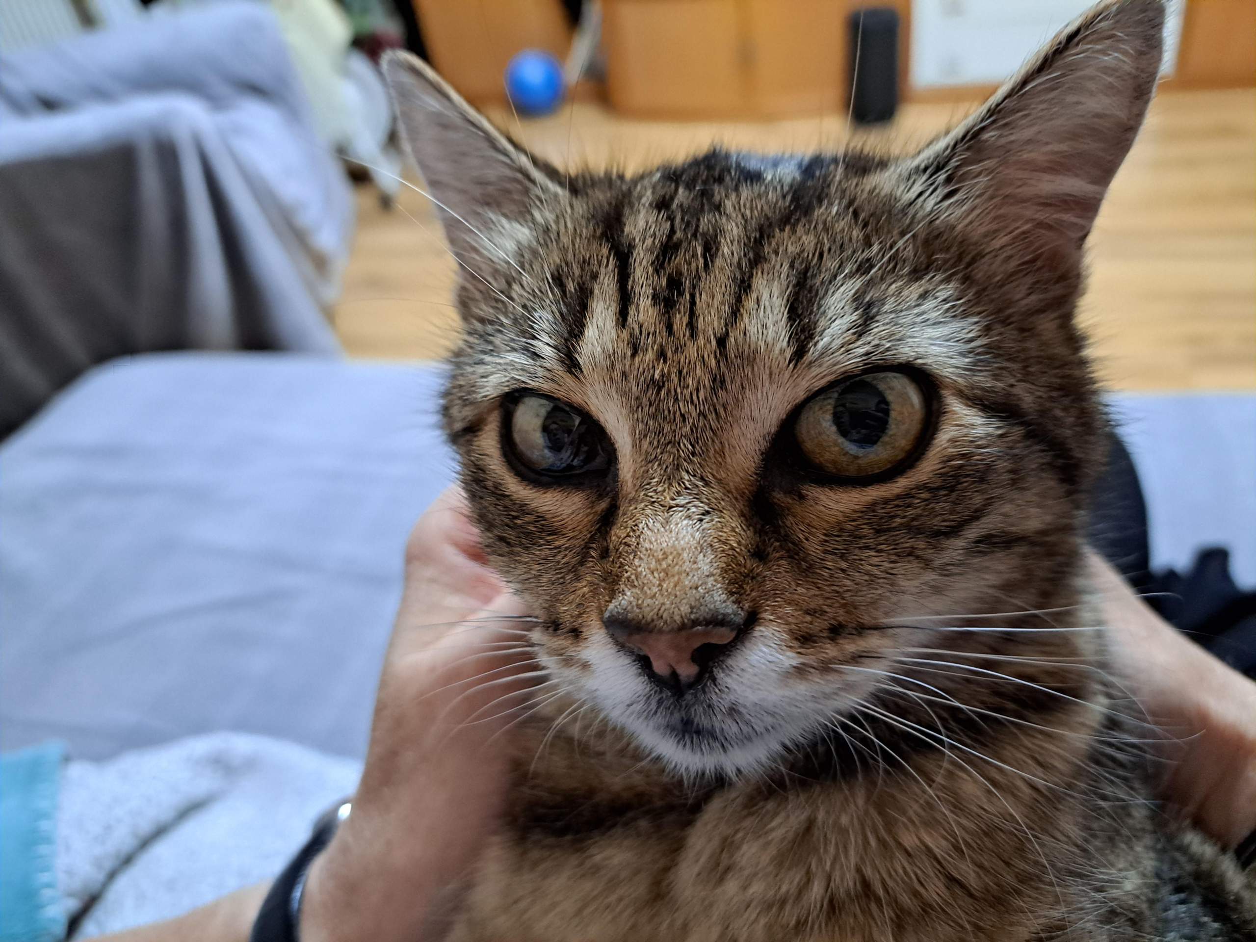 Was bedeutet die Verfärbungen im Auge meiner Katze? (Tiere, Tierarzt)