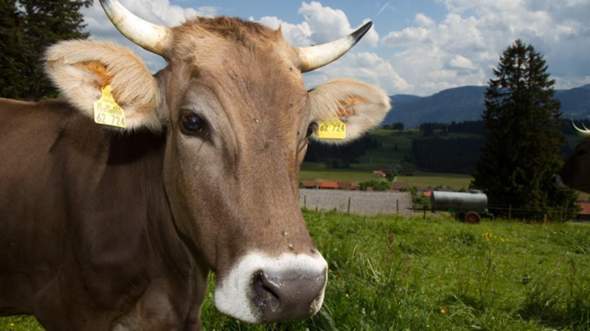 - (Tiere, Karten, Kuh)