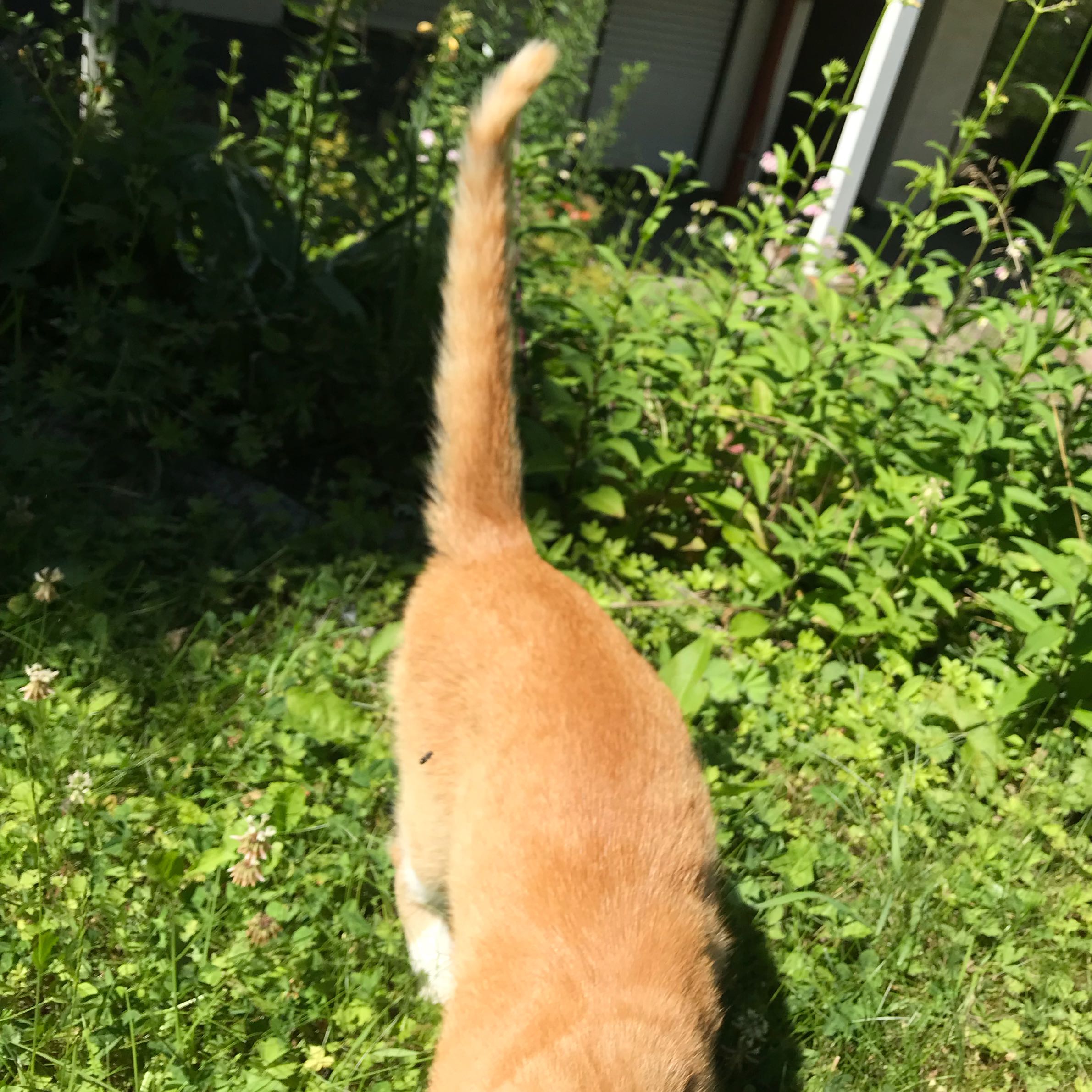 was bedeutet diese schwanzhaltung der katze orange schwanz
