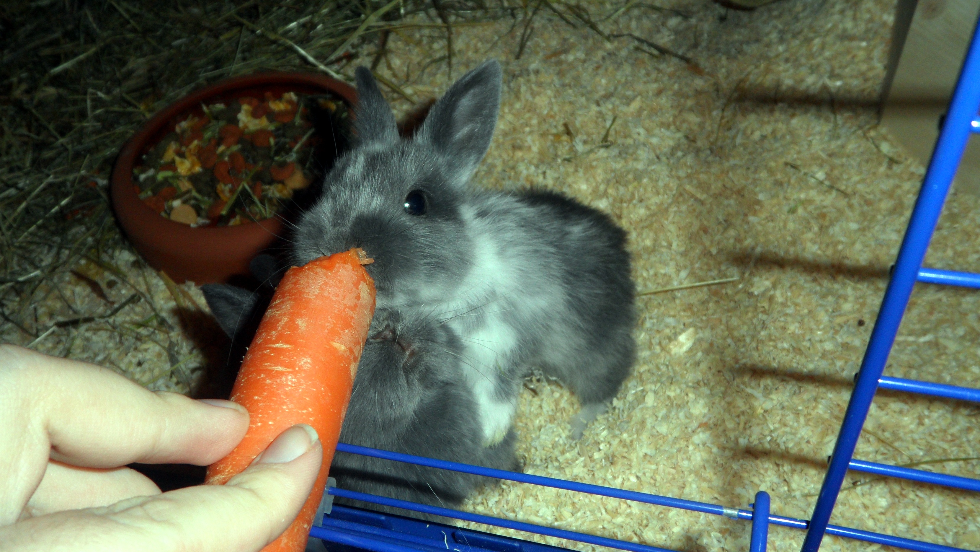 Was bedeutet es, wenn meine kaninchen an mir lecken? :) (Haustiere