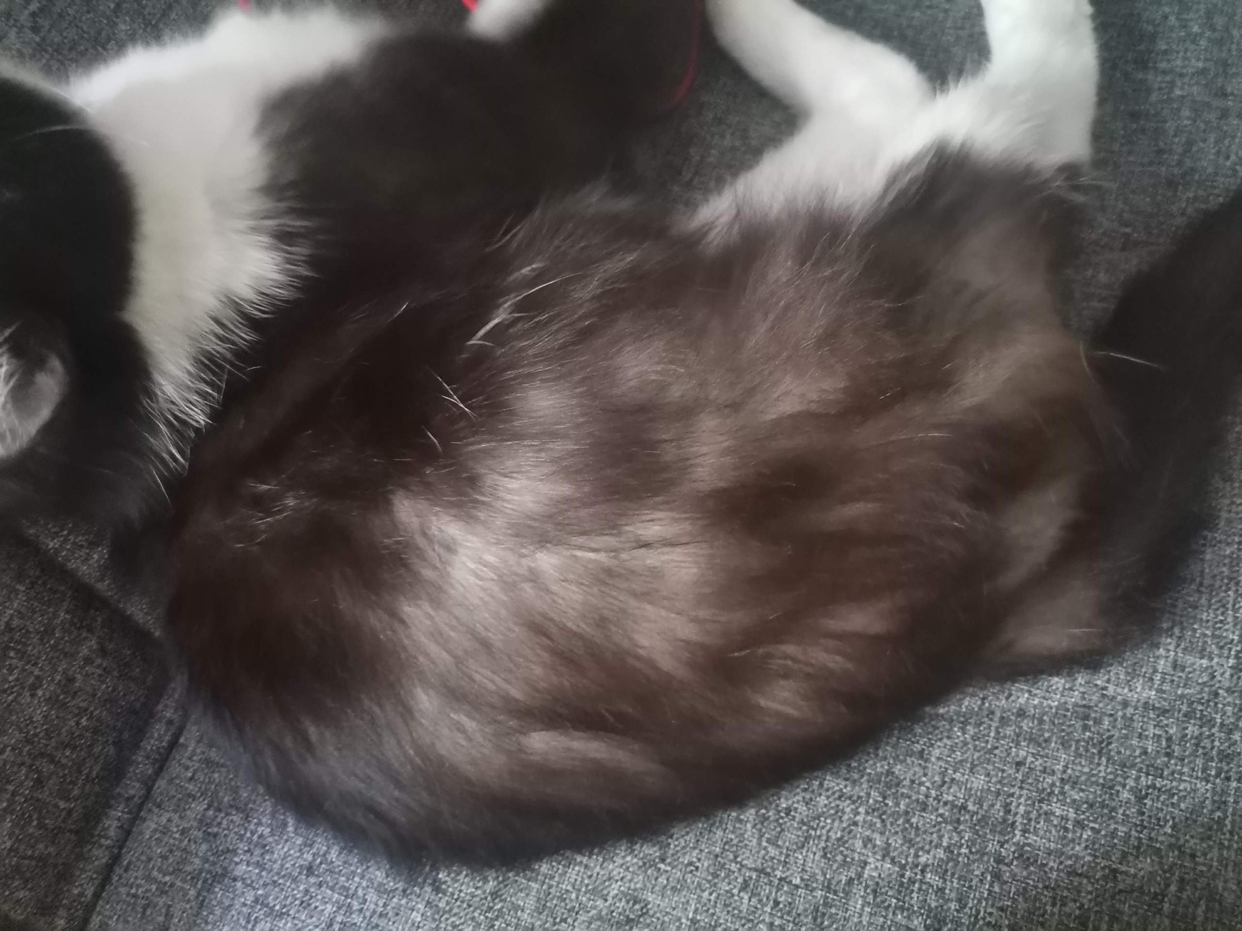 Was bedeutet es wenn meine Katze Fell verliert? (Kater, Haarausfall)