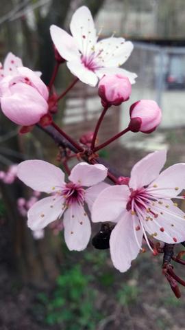 Zweig mit Blüten - (Baum, bluete)