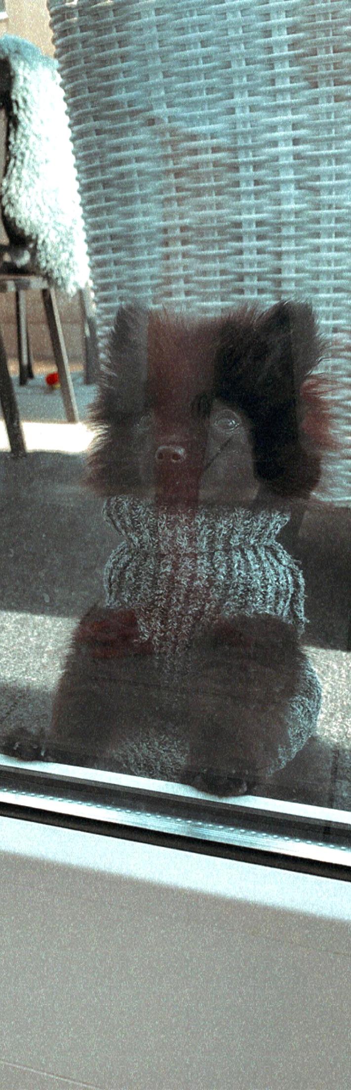 Was Darf Mein 13 Wochen Alten Welpe Schon Essen Welpen Futter