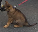 Hund - (Bilder, Hunderasse)