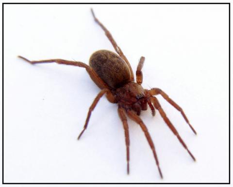 spider - (Tiere, Biologie, Wissen)