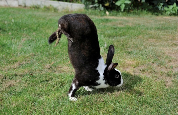 Was denkt ihr über die Zucht von Sauteur-d’Alfort-Kaninchen?
