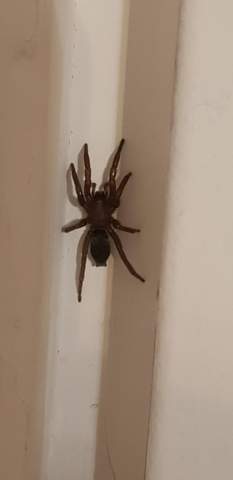 Was diese Spinne?