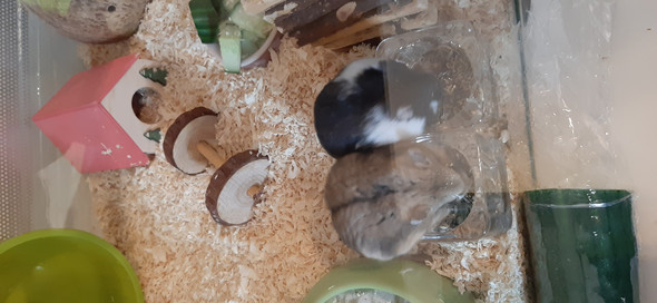 Was dürfen Hamster mit Diabetis essen? (Haustiere, Diabetes, Zwerghamster) - 0 Big Was dürfen Hamster mit Diabetis essen? (Haustiere, Diabetes, Zwerghamster) - 0 Big