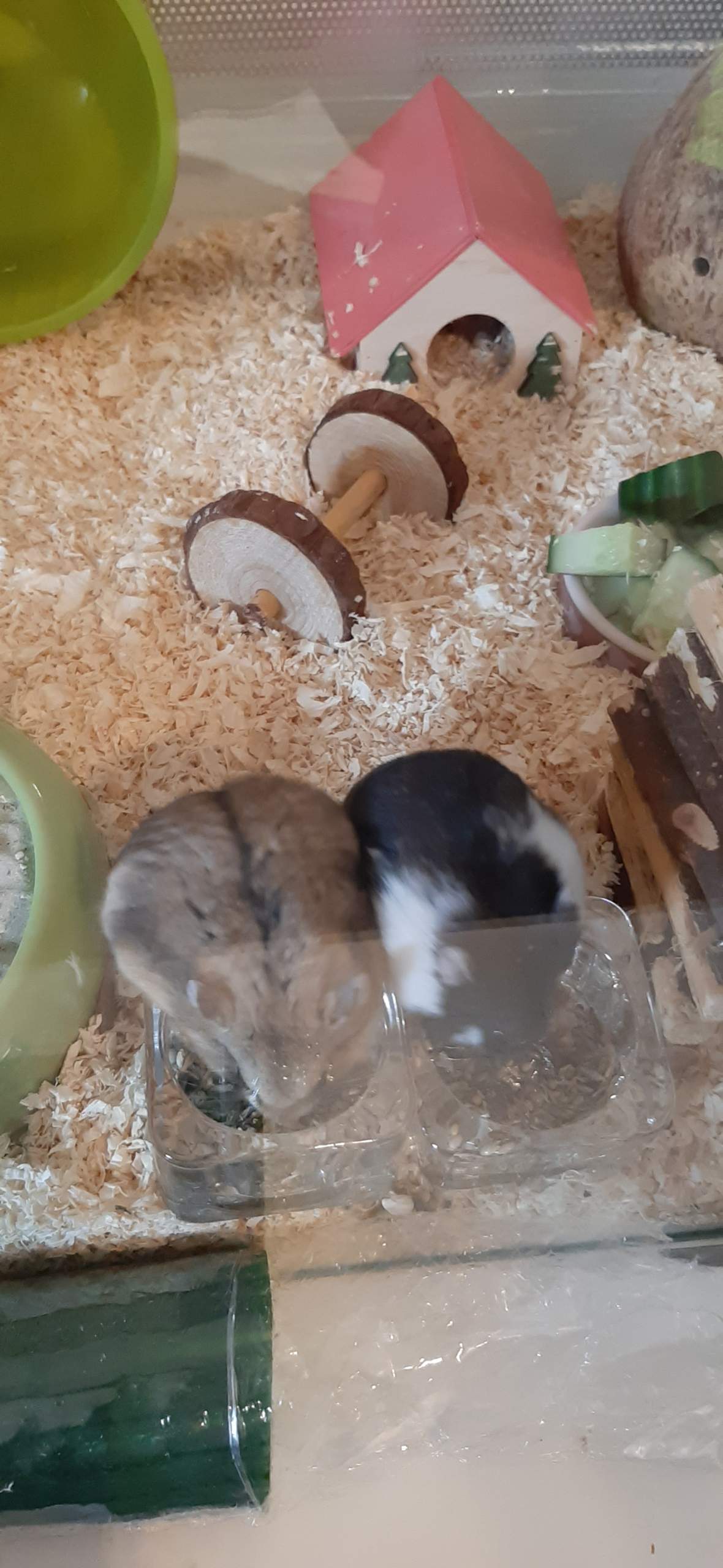Was dürfen Hamster mit Diabetis essen? (Haustiere, Diabetes, Zwerghamster) - 0 Full Was dürfen Hamster mit Diabetis essen? (Haustiere, Diabetes, Zwerghamster) - 0 Full