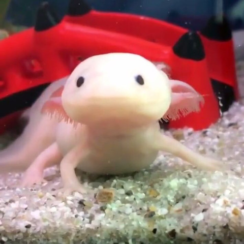 kuchen backofen: Axolotl Fisch Kaufen