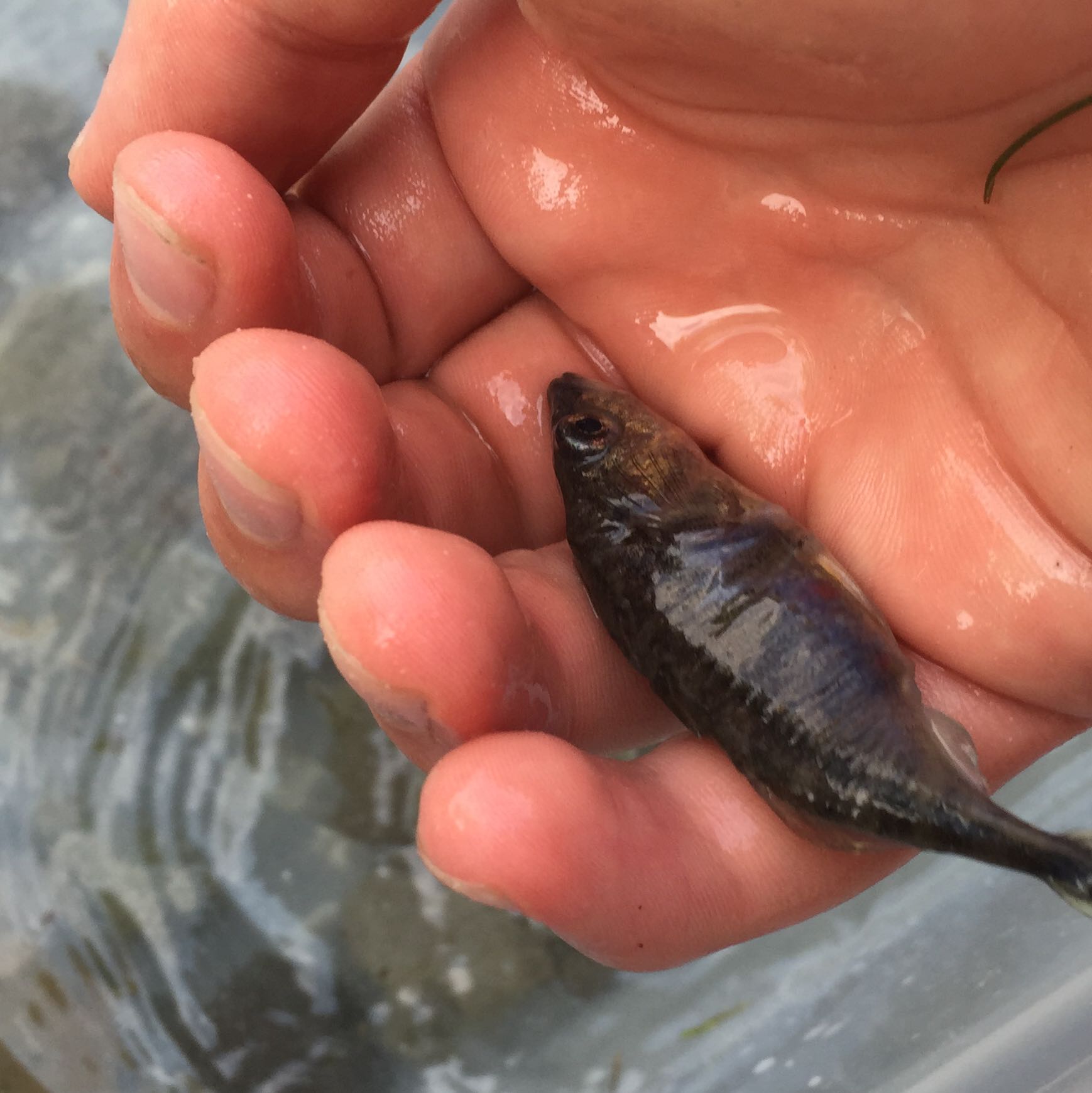 Was essen kleine Baby Fische? (Aquarium, Aquaristik, Brot)