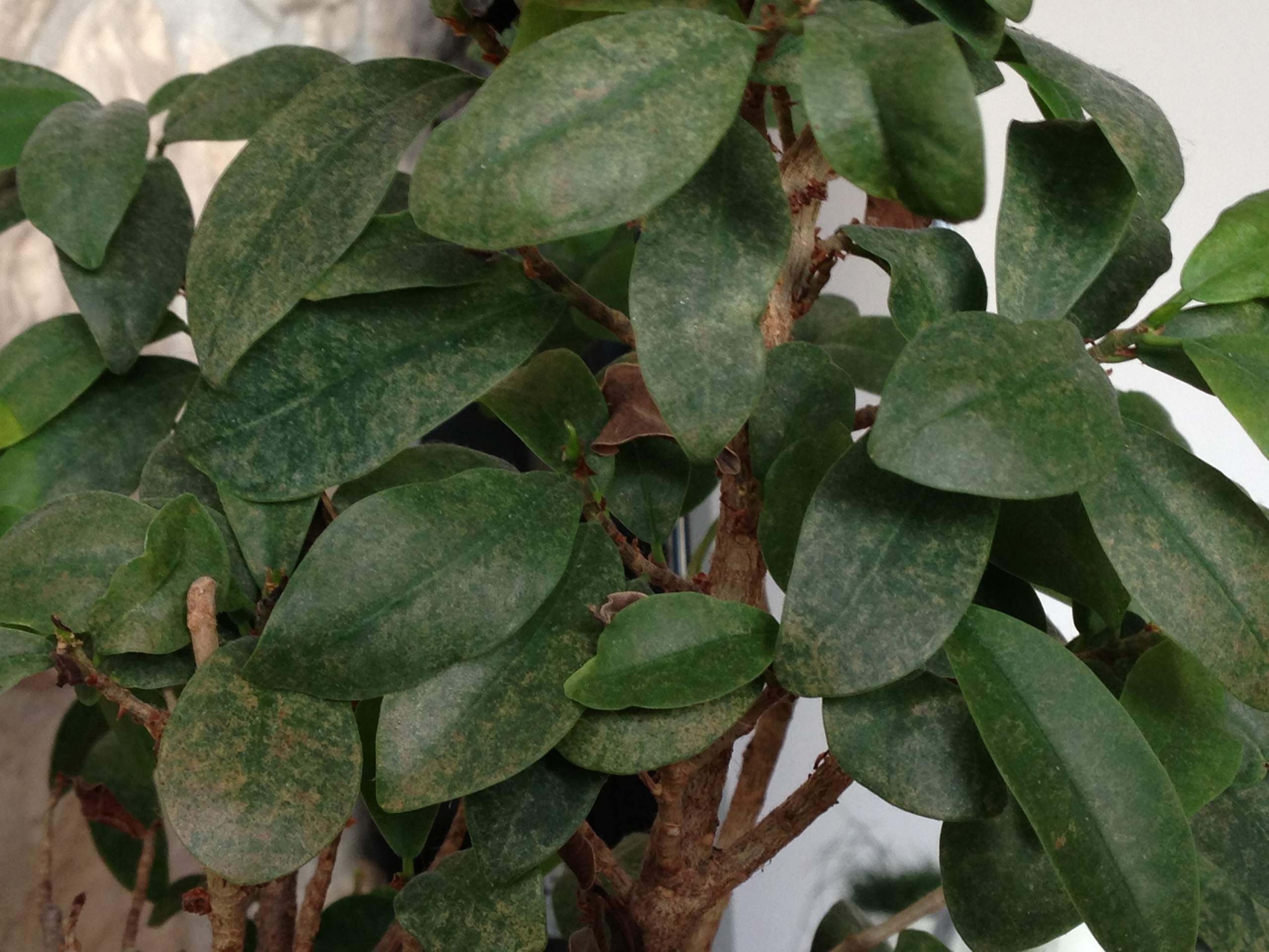 Was fehlt meinem Bonsai? Bonsai krank? (Pflanzen, Pflanzenkrankheit,  Pilzbefall)