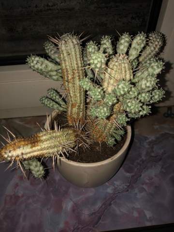 Was fehlt meinem Kaktus?