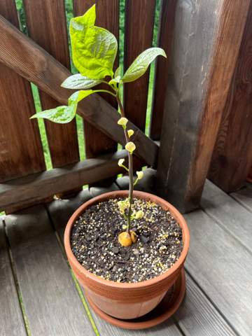Was fehlt meiner Avocadopflanze?