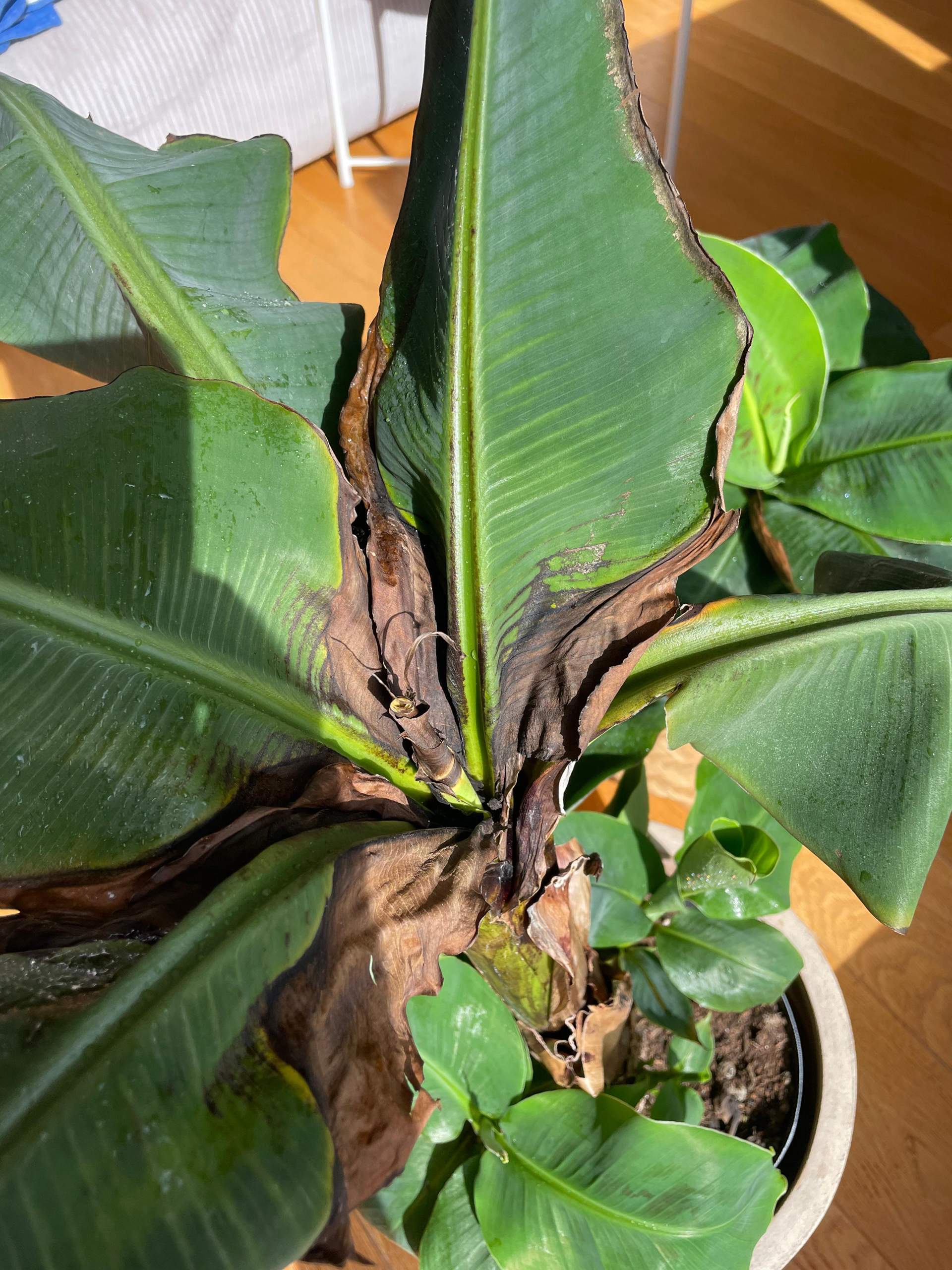 Was fehlt meiner Bananenpflanze? (Flecken, Pflanzenpflege, Schädlinge)