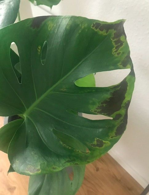 philodendron jungle fever variegata Shop Variegated Philodendron Jungle Fever Tissue Culture Plant