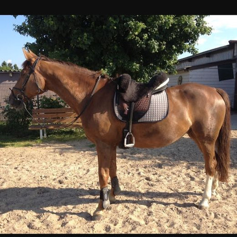 Was Findet Ihr Besser Western Oder Englisch Reiten Tiere Pferde