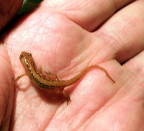 Was fressen kleine Salamander eigentlich?
